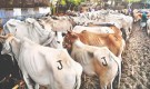 Cattle truck hijacked in Dhaka