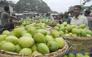 Rajshahi's mango scarcity processing plants for value-added 