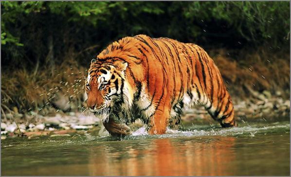 106 tigers found in Sundarban