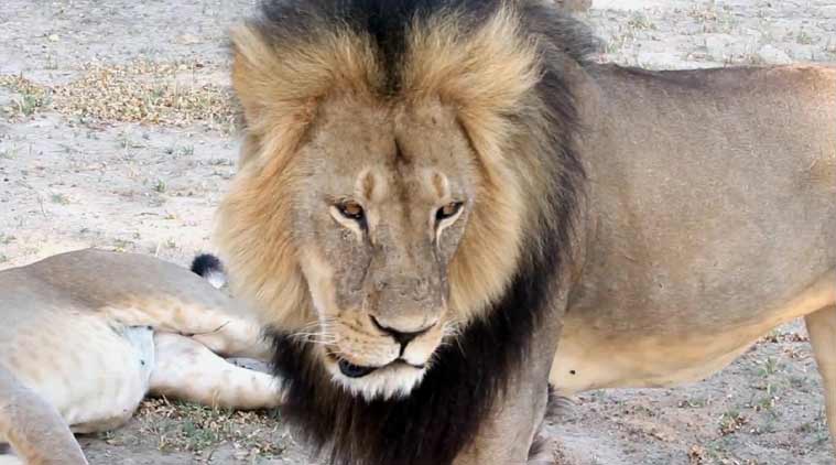 American doctor accused of killing protected lion in Zimbabwe 