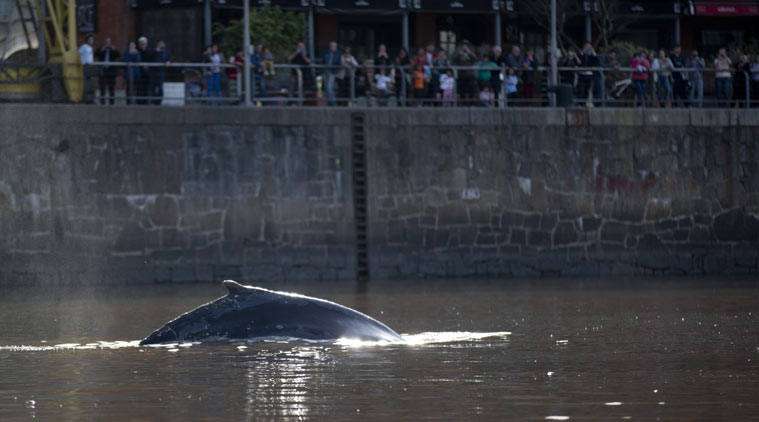 A whale appeared in the marina of one of Buenos Aires  Argentina 