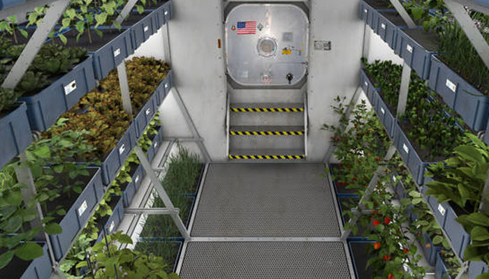 Greens grown on space station 