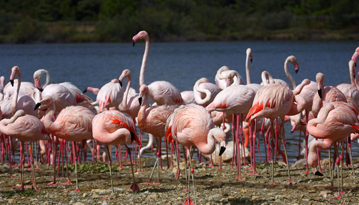 'Flamingo Sanctuary'