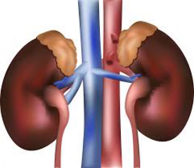Health specialists says “Nearly two crore people suffer from kidney ailments”