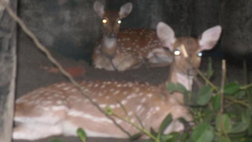 140kg venison and 2 deer rescued  in Barguna
