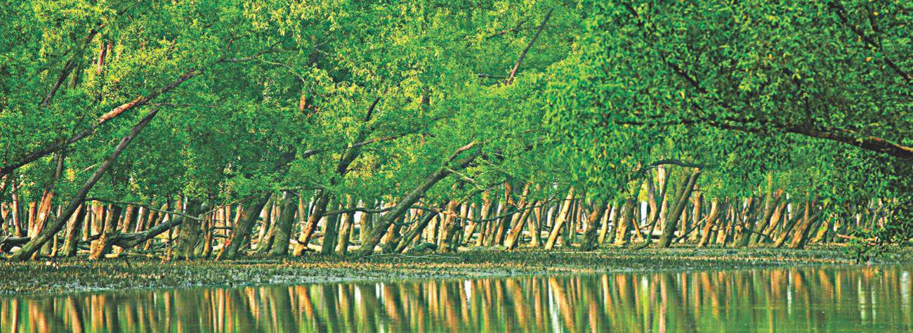 Forest department emergencey alert in Sundarbans