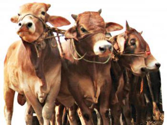 Problems embargo on cattle ‘imports’