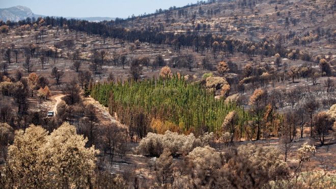Cypresses that resist wildfires
