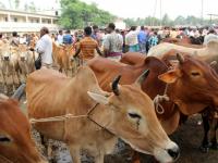 Indian cattle are coming in Bangladesh