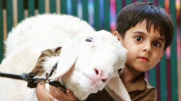 কোরবানির সঙ্গে আকিকা করা যাবে কিনা জেনেনিন
