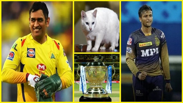 ব্রেকিং নিউজ : চেন্নাই কলকাতার ফাইনাল শুরুর আগেই চ্যাম্পিয়ন দলের নাম জানিয়ে দিলো জ্যোতিষী বিড়াল