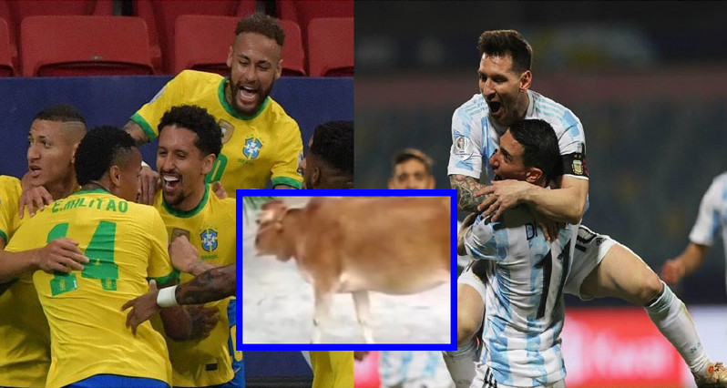 কাতার বিশ্বকাপ জিতবে যে দল ভবিষ্যদ্ধাণী করলো গরু