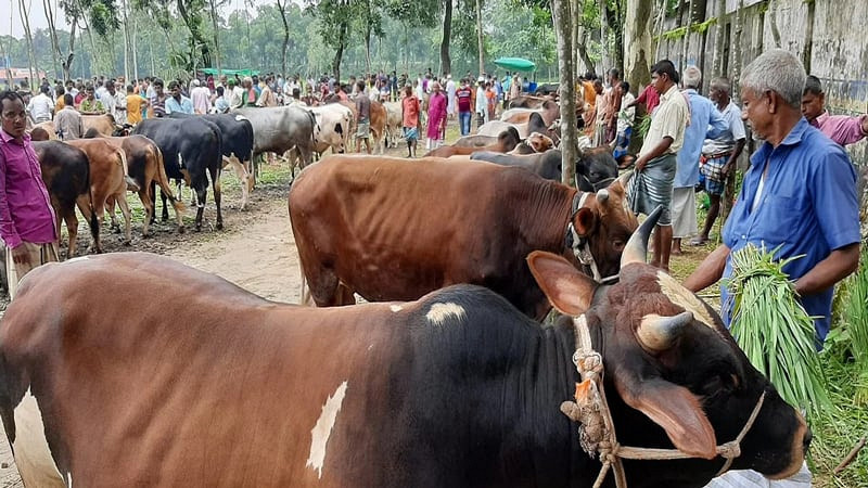 কুরবানির পশু চুরি বা মারা গেলে কী করণীয়, দেখেনিন ইসলাম কি বলে