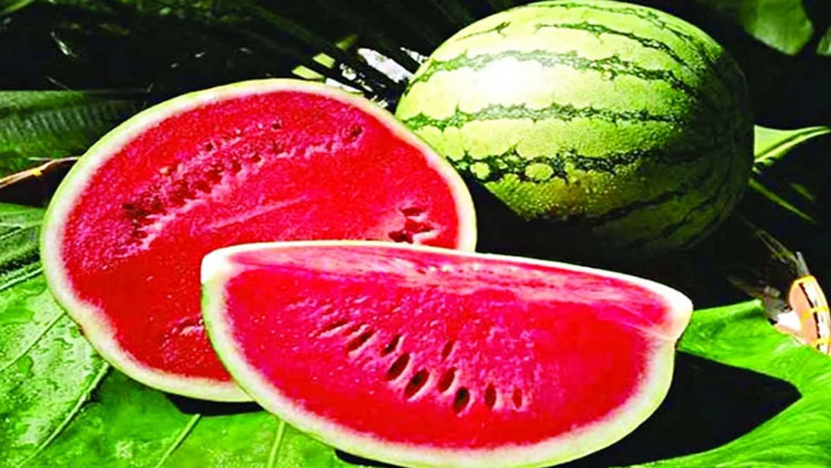জেনেনিন ভালো তরমুজ চেনার সহজ উপায়