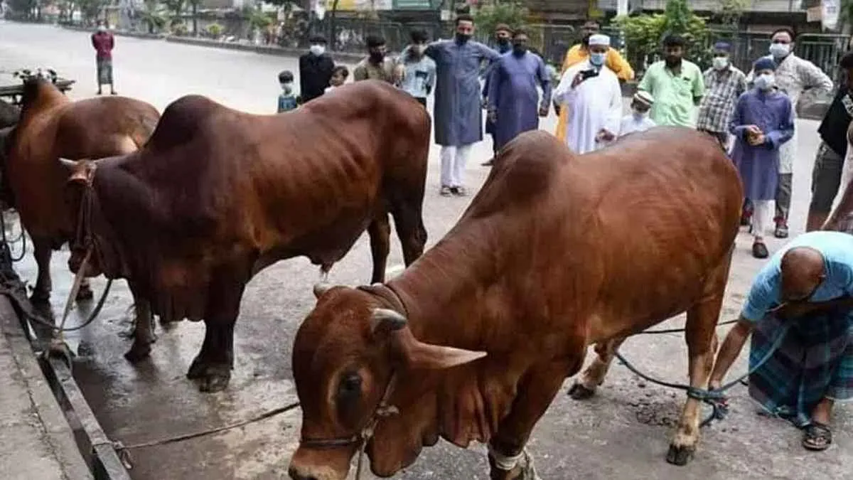 কোরবানি শুদ্ধ করতে এই ৩টি শর্ত মেনে চলুন