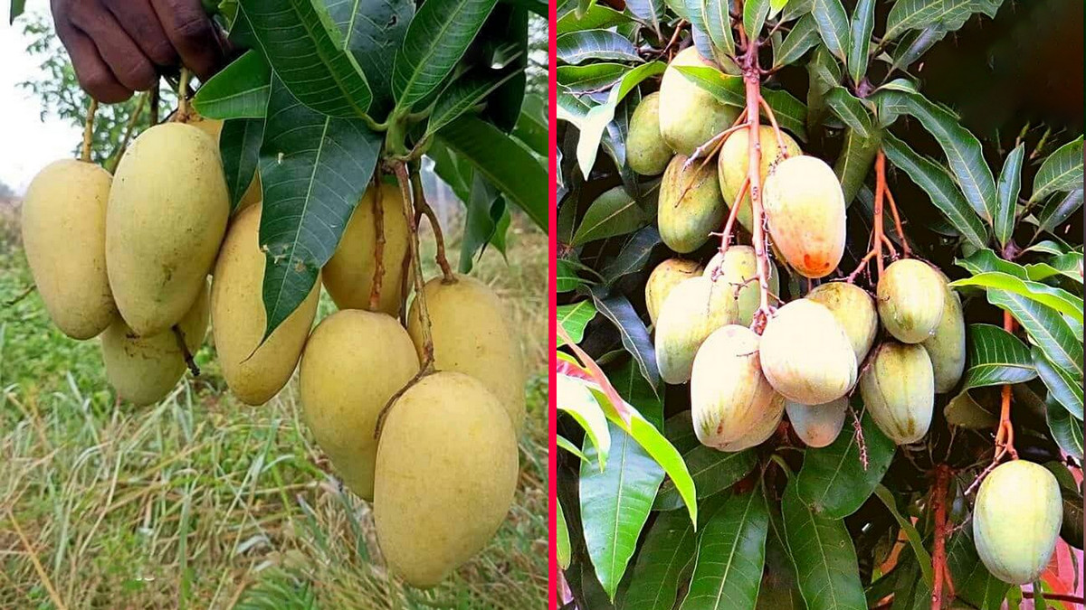 রাজশাহীর আমের ক্যালেন্ডার প্রকাশ: কোন জাতের আম কবে পাকে