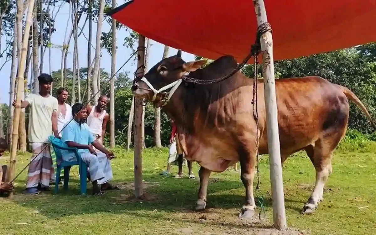 এই ২ ধরনের শরিকে কোরবানি দিলে হবে না কবুল