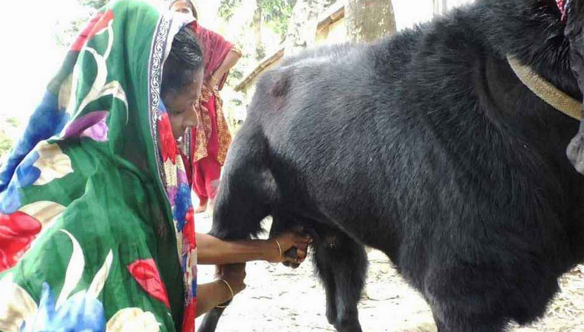 কুষ্টিয়ায় পাঁঠা দুধ দিচ্ছে! অবিশ্বাস্য ঘটনা দেখতে ভিড়