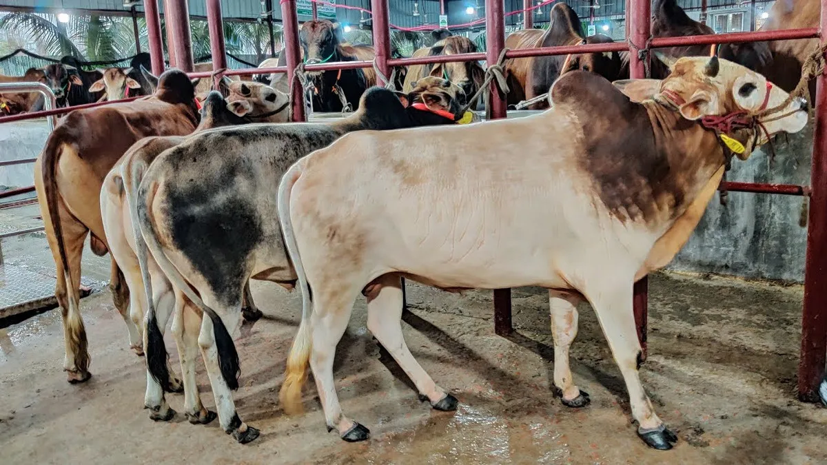 ১ লাখ ও ৯০ হাজারের গরু ৭০ হাজারে