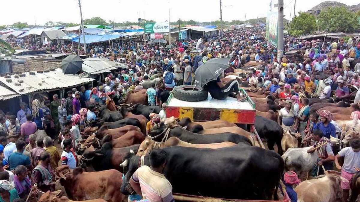 রাজশাহীর সিটিহাটে কোরবানির গরুর দাম
