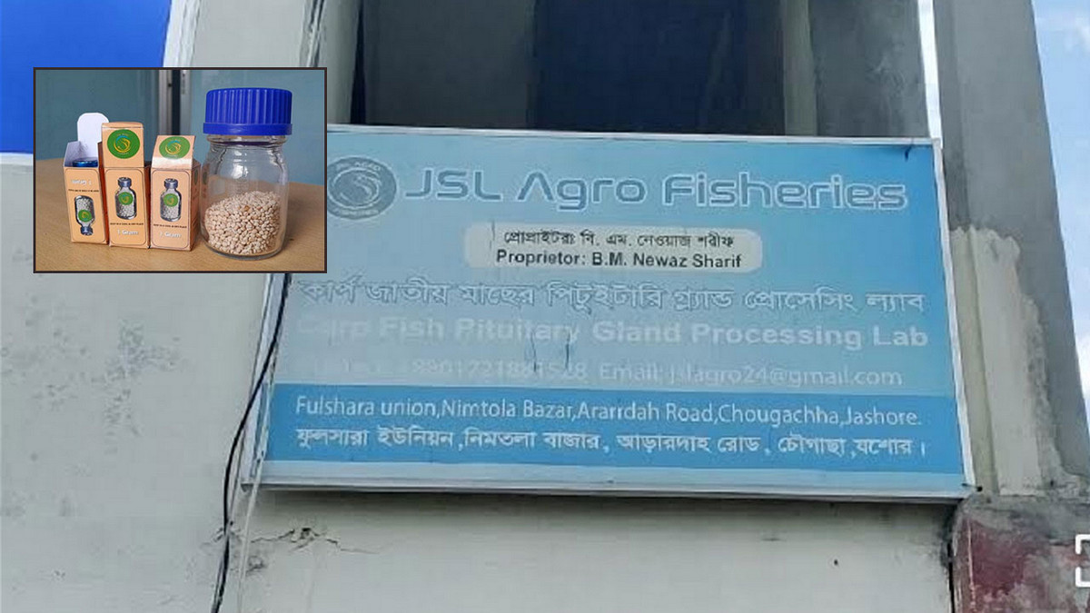 মাছের মাথায় ‘সোনার খনি’, লাখ টাকায় বিক্রি করছেন যশোরের নেওয়াজ