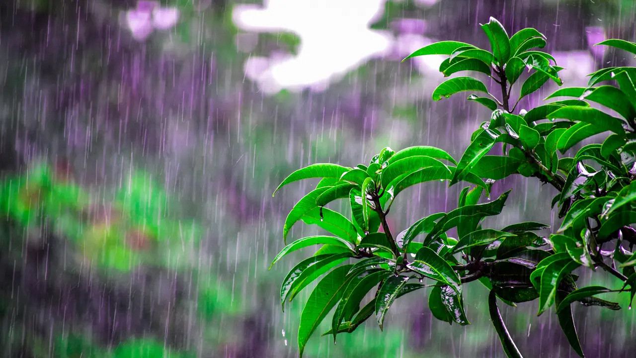 আবহাওয়ার খবর: বৃষ্টি আসছে! আজ কোথায় কত বৃষ্টি?