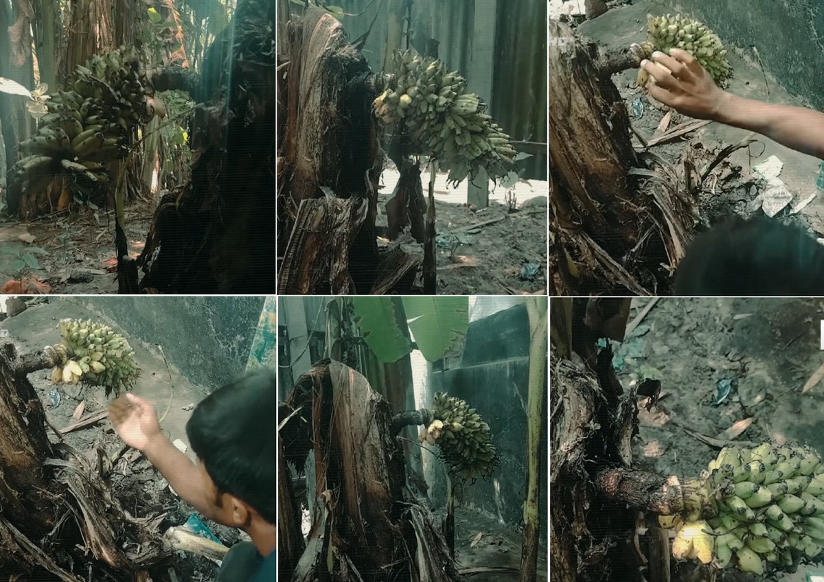 অলৌকিক! ৪ মাস আগে কাটা মরা কলা গাছ দিল শতাধিক কলা (ভিডিওসহ)