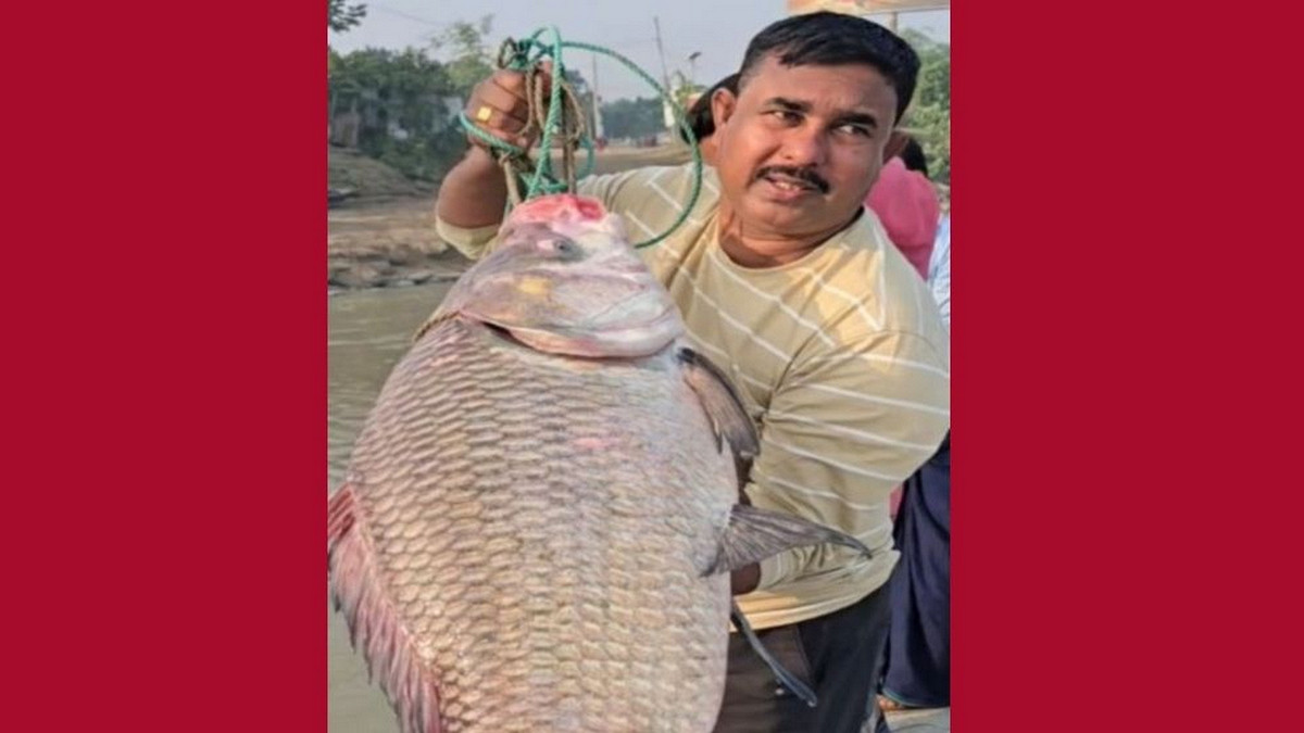 এক কাতলের দাম ৫৫ হাজার টাকা!