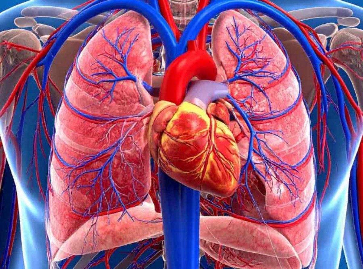 সুস্থ হার্ট-লিভার: কোন অঙ্গের জন্য কী খাবার ও ব্যায়াম দরকার?