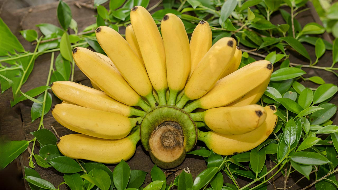 দিনে কয়টি কলা খাওয়া নিরাপদ? বেশি খেলে কী হয় জানলে অবাক হবেন