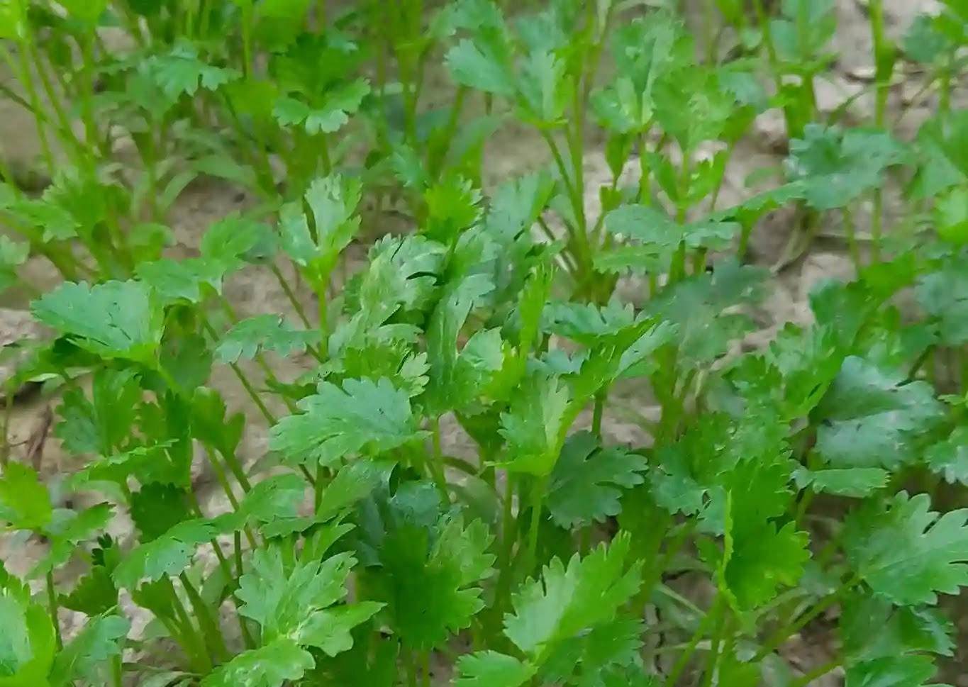 প্রতিদিন ধনে পাতা খেলে কী হয়? জানলে অবাক হবেন এর ক্ষতিকর দিক!