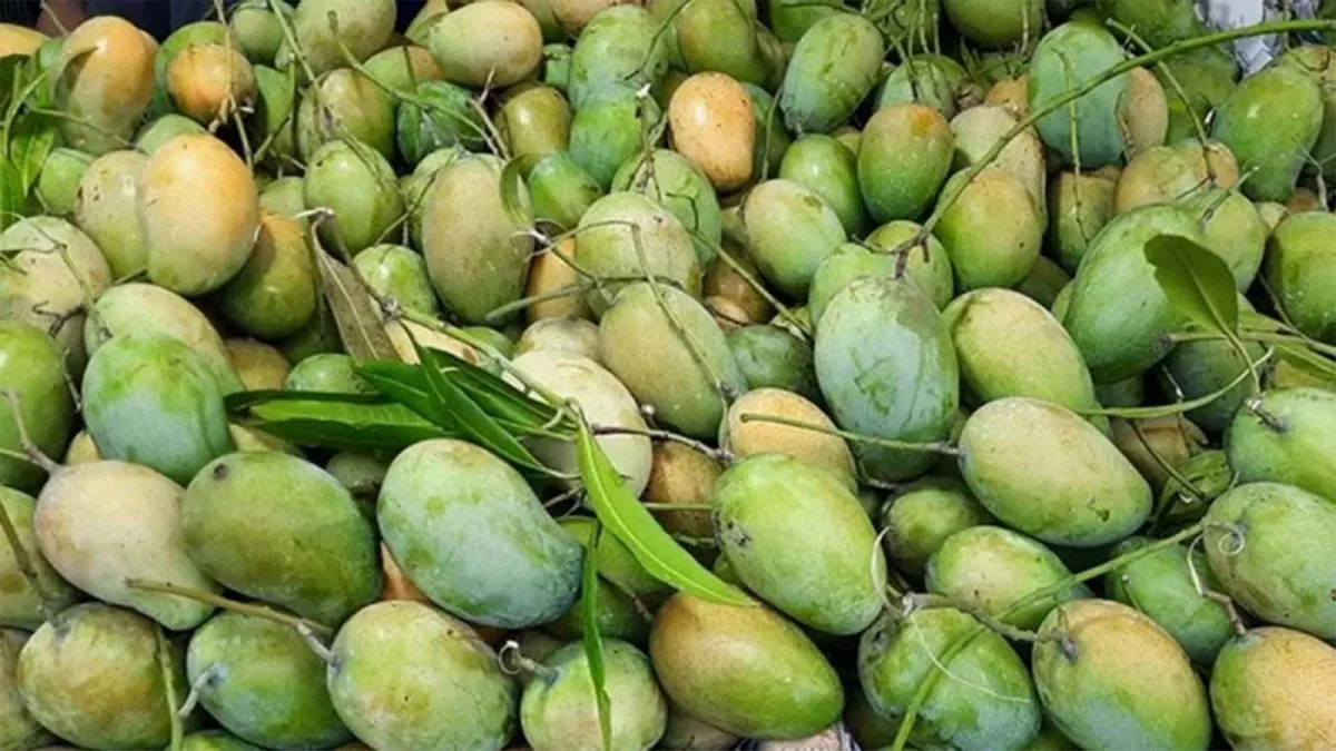 ২০২৬ সালের আমের ক্যালেন্ডার: কোন জাতের আম কখন পাকবে ও বাজারে আসবে