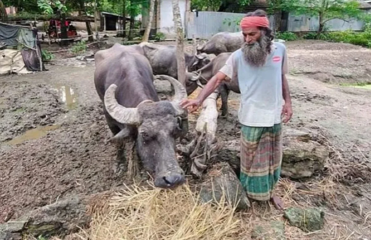 চার মহিষকে তিন মাস কাদায় রাখলেন কেন, জানালেন মালিক