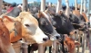 কোরবানির যোগ্য পশু চেনার সঠিক উপায়