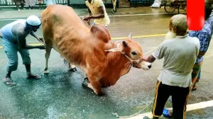 কোরবানি কবুল হবে না যদি এই ১০টি ভুলের একটি হয়