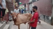 পশুর এই ৭ ত্রুটি থাকলে কোরবানি বাতিল হয়ে যেতে পারে!