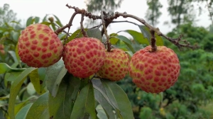 দিনাজপুরের লিচু ক্যালেন্ডার প্রকাশ: কোন জাতের লিচু কবে পাকে জানুন দাম