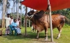 এই ২ ধরনের শরিকে কোরবানি দিলে হবে না কবুল