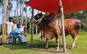 এই ২ ধরনের শরিকে কোরবানি দিলে হবে না কবুল