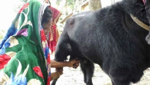 কুষ্টিয়ায় পাঁঠা দুধ দিচ্ছে! অবিশ্বাস্য ঘটনা দেখতে ভিড়