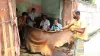 কোরবানির পশুর চামড়ার দাম নির্ধারণ: সরকারের নতুন ঘোষণা