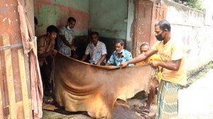 কোরবানির পশুর চামড়ার দাম নির্ধারণ: সরকারের নতুন ঘোষণা
