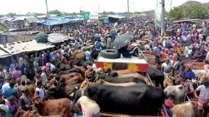 রাজশাহীর সিটিহাটে কোরবানির গরুর দাম