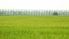 কুলাউড়া সীমান্তে বিএসএফের গুলিতে প্রাণ গেল প্রদীপের