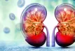 কিডনি বাঁচান: ভুল খাদ্যাভ্যাস বর্জন করুন, জরুরি সতর্কতা