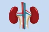আপনার কিডনি কি ঠিক আছে? সতর্কতার চিহ্ন দেখুন