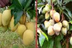 ২০২৬ সালের আমের ক্যালেন্ডার: রাজশাহী-নওগাঁসহ ৪ জেলায় আম নামার তারিখ চূড়ান্ত