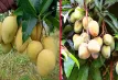 ২০২৬ সালের আমের ক্যালেন্ডার: রাজশাহী-নওগাঁসহ ৪ জেলায় আম নামার তারিখ চূড়ান্ত